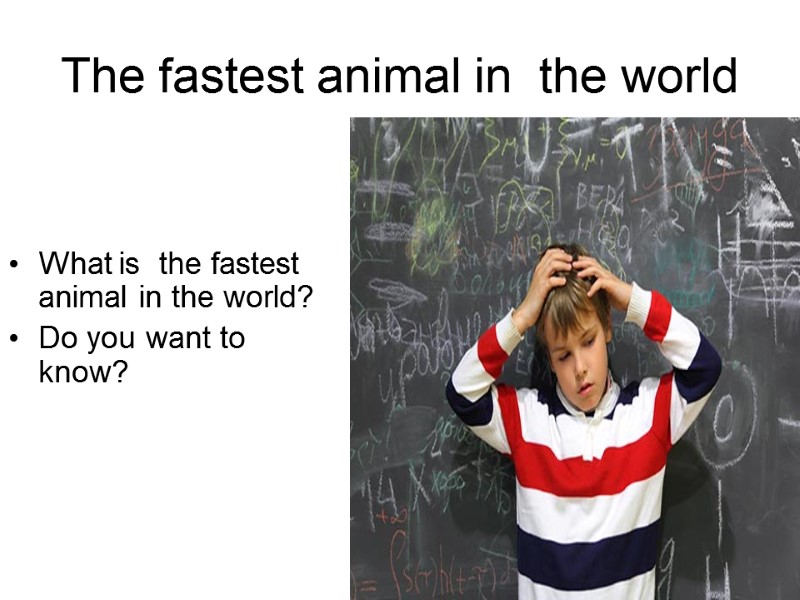 The fastest animal in  the world What is  the fastest animal in